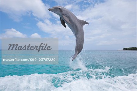 Common Bottlenose Dolphin Jumping out of Water, Caribbean Sea, Roatan, Bay Islands, Honduras