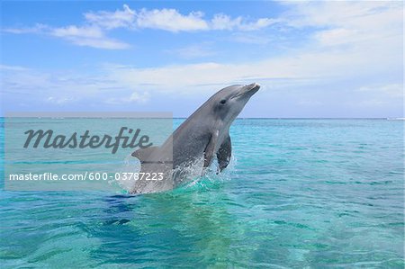 Common Bottlenose Dolphin Jumping out of Water, Caribbean Sea, Roatan, Bay Islands, Honduras