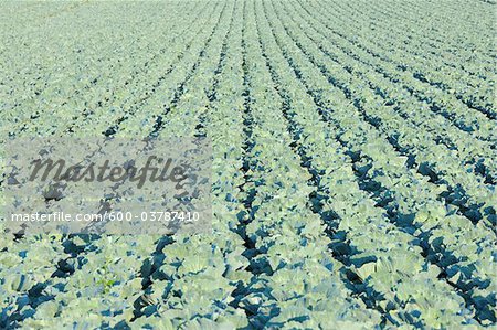 Green Cabbage Field, Unterpleichfeld, Wurzburg District, Franconia, Bavaria, Germany