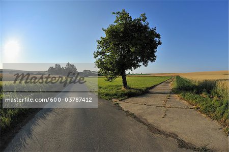 Forked Road, Unterpleichfeld, Wurzburg District, Franconia, Bavaria, Germany