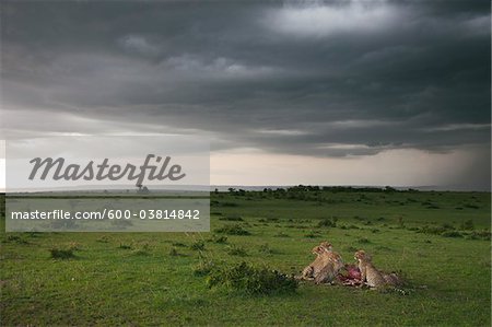 Cheetahs with Kill, Masai Mara National Reserve, Kenya