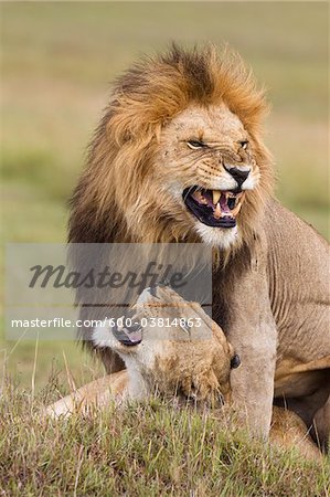 Mating Lions, Masai Mara National Reserve, Kenya Mating Lions, Masai Mara National Reserve, Kenya