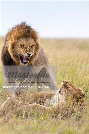 Mating Lions, Masai Mara National Reserve, Kenya Mating Lions, Masai Mara National Reserve, Kenya