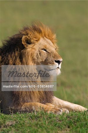 Portrait of Male Lion, Masai Mara National Reserve, Kenya