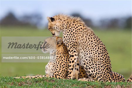 Cheetah with Young, Masai Mara National Reserve, Kenya