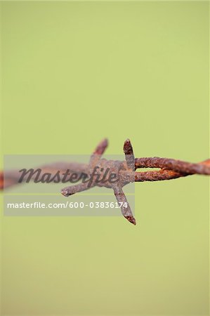Rusty Barbed Wire, Hesse, Germany