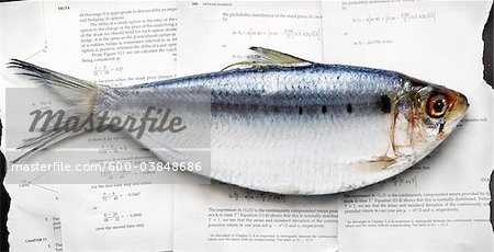 Herring on Textbook Pages