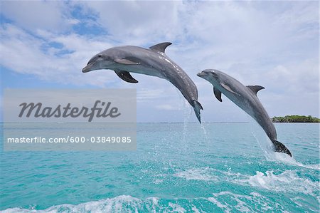 Common Bottlenose Dolphins Jumping in Sea, Roatan, Bay Islands, Honduras Common Bottlenose Dolphins Jumping in Sea, Roatan, Bay Islands, Honduras