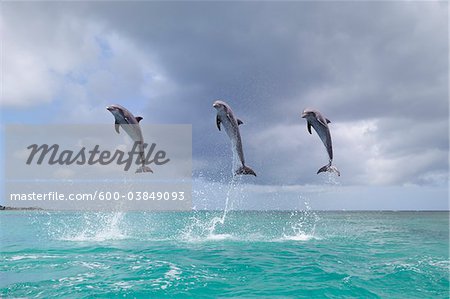 Common Bottlenose Dolphins Jumping in Sea, Roatan, Bay Islands, Honduras Common Bottlenose Dolphins Jumping in Sea, Roatan, Bay Islands, Honduras