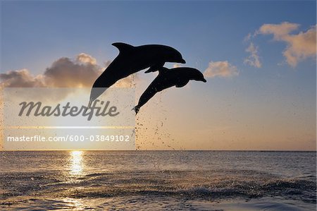 Common Bottlenose Dolphins Jumping in Sea at Sunset, Roatan, Bay Islands, Honduras