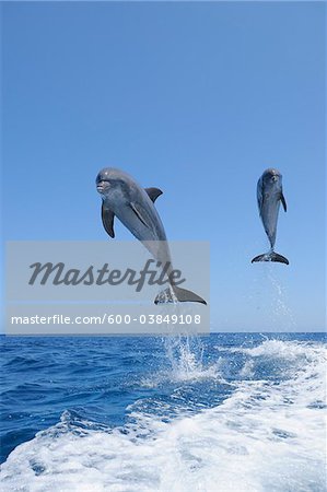 Common Bottlenose Dolphins Jumping in Sea, Roatan, Bay Islands, Honduras