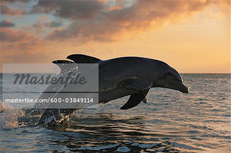 Common Bottlenose Dolphins Jumping in Sea at Sunset, Roatan, Bay Islands, Honduras