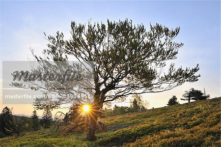 Tree, Kahler Asten, Winterberg, Hochsauerland, North Rhine-Westphalia, Germany