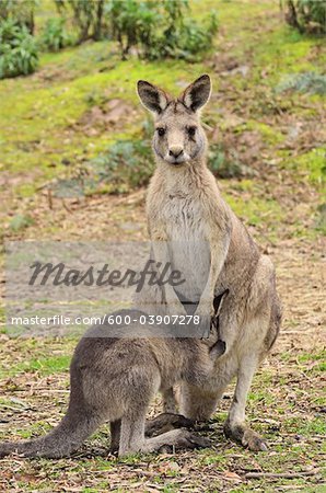 Eastern Grey Kangaroos, Tasmania, Australia