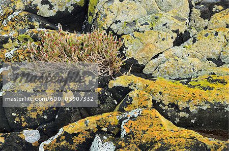 Lichen on Rocks, Circular Head, Stanley, Tasmania, Australia