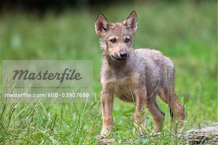 Timber Wolf Cub, Bavaria, Germany