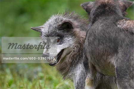 Timber Wolves in Game Reserve, Bavaria, Germany Timber Wolves in Game Reserve, Bavaria, Germany