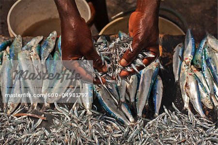 Fresh Sardines, Zanzibar, Tanzania Fresh Sardines, Zanzibar, Tanzania