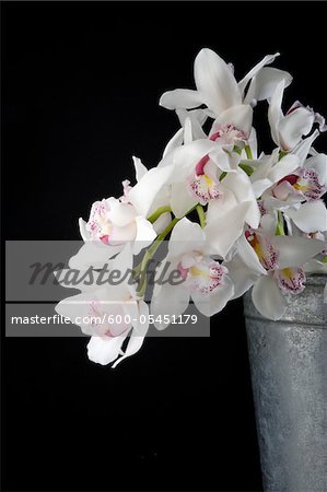 White Orchids