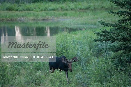 Moose near Lake, Yellowstone National Park, Wyoming, USA