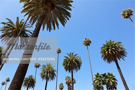 Palm Trees in Beverly Hills, Los Angeles, California, USA