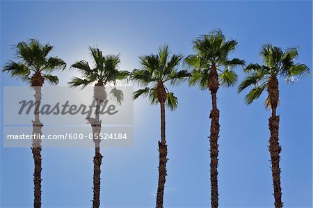 Row of Palm Trees, Palm Springs, California, USA