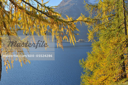 View of Silsersee Through Trees in Autumn, Engadin, Canton of Graubunden, Switzerland