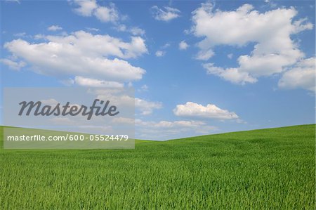 Grain Field, Reinheim, Darmstadt-Dieburg, Hesse, Germany