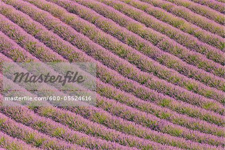 English Lavender Field, Valensole, Valensole Plateau, Alpes-de-Haute-Provence, Provence-Alpes-Cote d´Azur, Provence, France English Lavender Field, Valensole, Valensole Plateau, Alpes-de-Haute-Provence, Provence-Alpes-Cote d´Azur, Provence, France