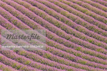 English Lavender Field, Valensole, Valensole Plateau, Alpes-de-Haute-Provence, Provence-Alpes-Cote d´Azur, Provence, France