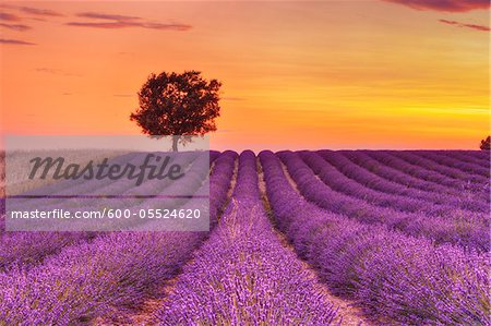 Tree in Lavender Field at Sunset, Valensole Plateau, Alpes-de-Haute-Provence, Provence-Alpes-Cote d´Azur, Provence, France