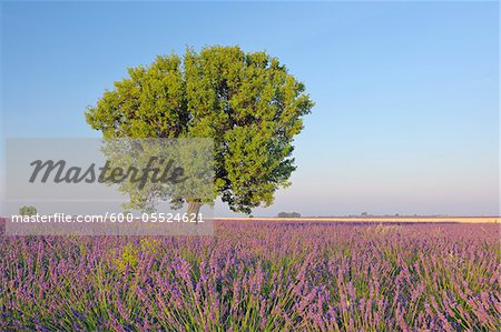 Tree in Lavender Field, Valensole Plateau, Alpes-de-Haute-Provence, Provence-Alpes-Cote d´Azur, Provence, France