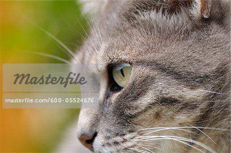 Close-up of Cat's Face, Alps, France