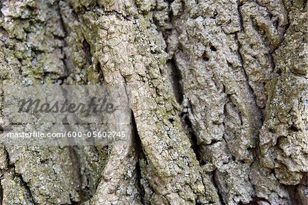 Texture of Tree Bark, Ontario, Canada