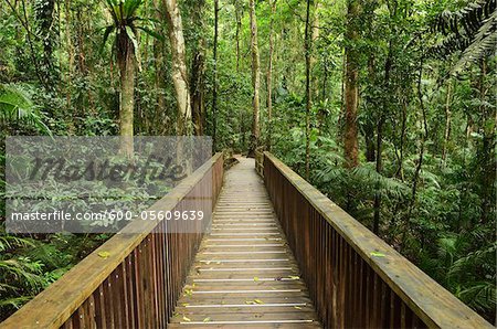 Boardwalk through Rainforest, Daintree National Park, Queensland, Australia