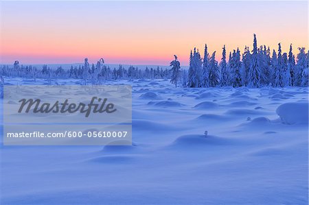 Snow Covered Spruce Trees at Dusk, Nissi, Northern Ostrobothnia, Finland