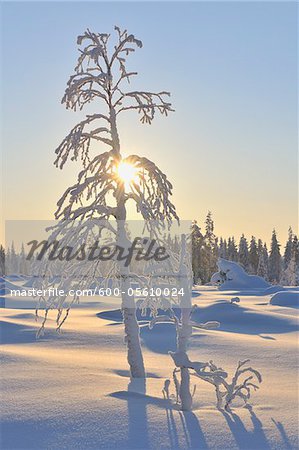 Sun and Snow Covered Tree, Kuusamo, Northern Ostrobothnia, Finland