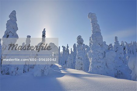 Sun through Snow Covered Trees, Rukatunturi, Kuusamo, Northern Ostrobothnia, Finland