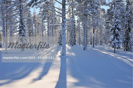 Snow Covered Trees, Kuusamo, Northern Ostrobothnia, Finland