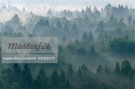 Morning Mist in Forest, Isar Valley, Wolfratshausen, Upper Bavaria, Bavaria, Germany