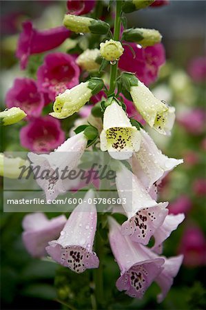 Foxgloves, Bradford, Ontario, Canada