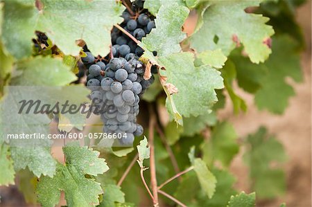 Grapes in Vineyard, Niagara Region, Ontario, Canada