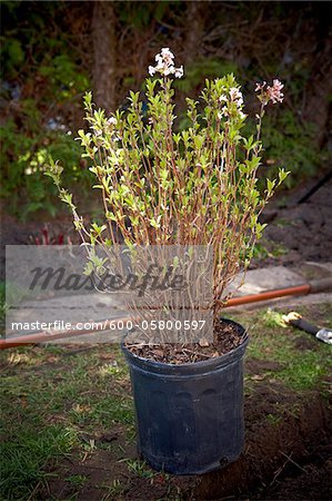 Daphne Bush in Pot, Toronto, Ontario, Canada