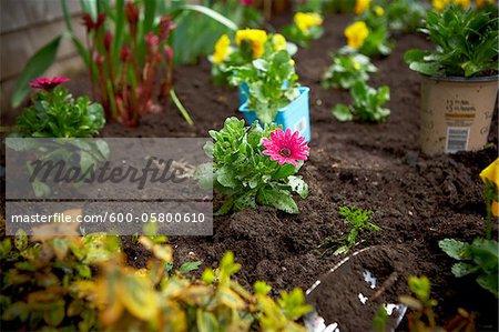 Freshly Planted Cape Daisy, Toronto, Ontario, Canada Freshly Planted Cape Daisy, Toronto, Ontario, Canada
