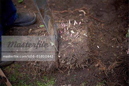 Man Dividing Peonies in Spring, Toronto, Ontario, Canada