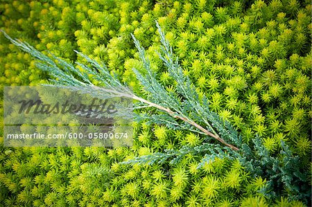 Close-up of Stonecrop with Evergreen Branch, Toronto Botanical Garden, Toronto, Ontario, Canada