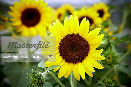 Close-up of Sunflowers, Toronto Botanical Garden, Toronto, Ontario, Canada