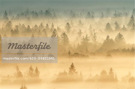 Morning Mist, Isar Valley, Bad Tolz-Wolfratshausen, Upper Bavaria, Bavaria, Germany