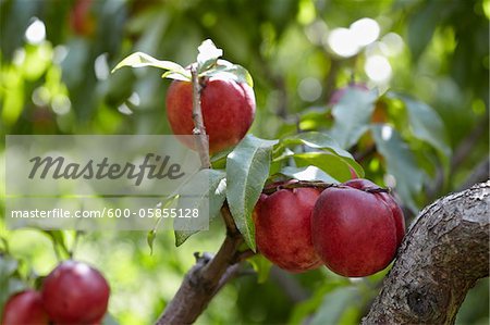 Nectarines, Cawston, Similkameen Country, British Columbia, Canada