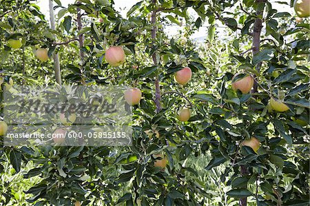 Espaliered Apple Trees, Cawston, Similkameen Country, British Columbia, Canada